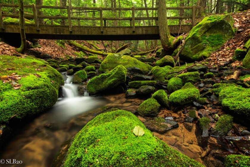 Bear Run Ridge Tag: Bear Run Nature Reserve | SLB Photography