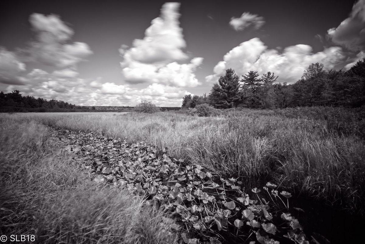 Black Moshannon Bog Natural Area