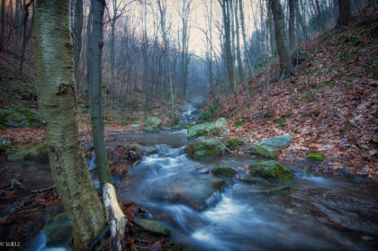 Gallitzin State Forest