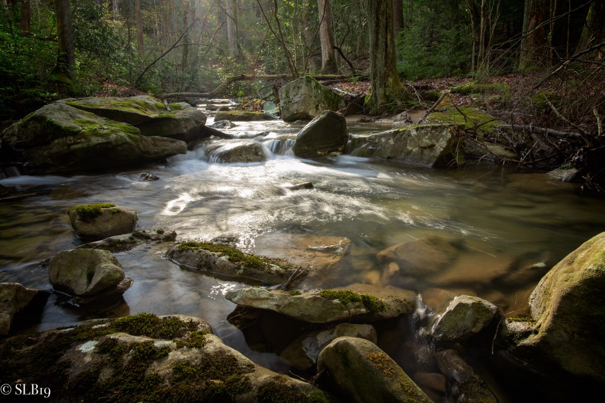 Coopers Rock State Forest