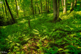 Ferns covering forest floor